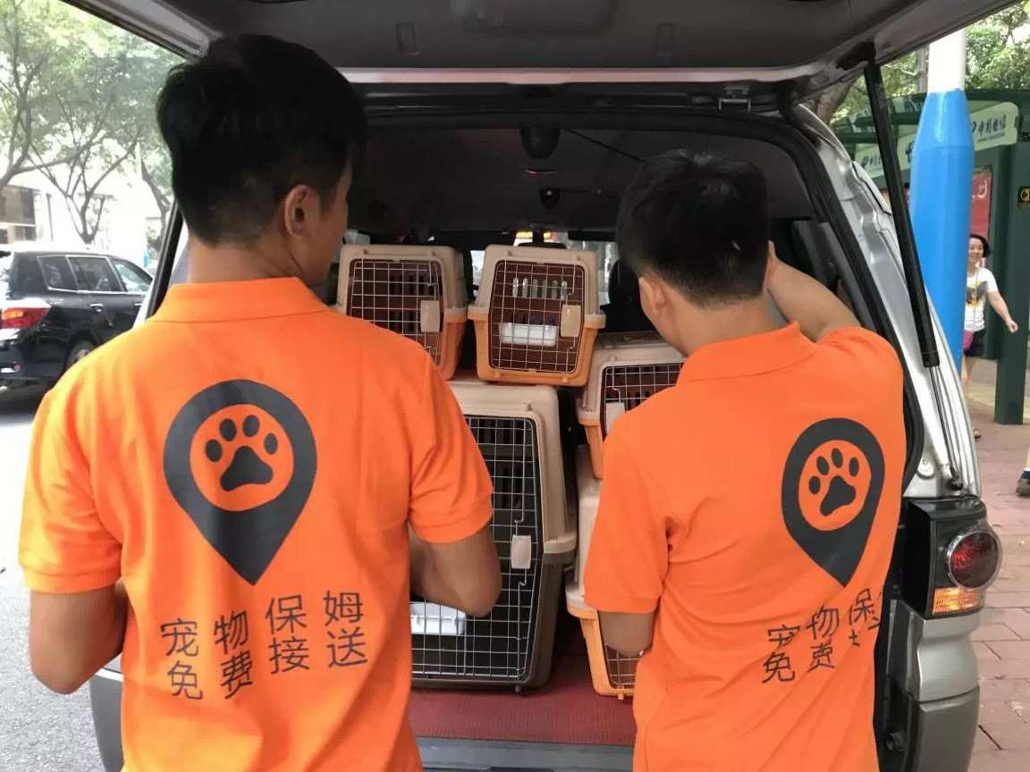 什么是宠物保姆平台？