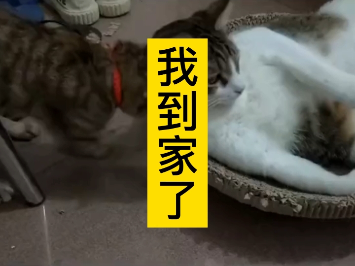 3. 到家了开心回答