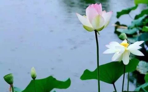 月嫂是做什么的?(月嫂的职责和工作内容)
