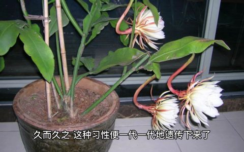 昙花开花时间(探究昙花开花规律及环境影响)