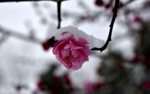 梅雪争春未肯降(唐代王安石唱响春节气息)