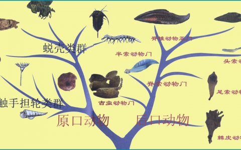 脊索动物(脊椎动物的进化根源是什么？)