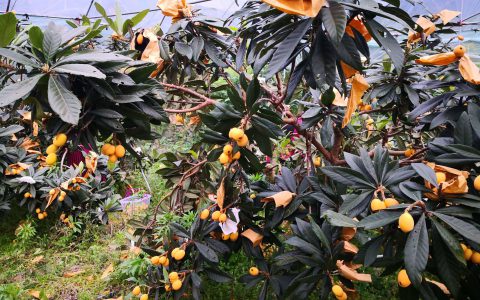 枇杷成熟季节,你知道吗？(2022年最新推荐)