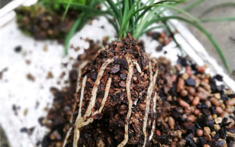 兰花用什么土栽培最好(选择正确盆器)