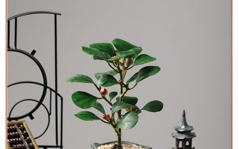 家里养菩提树好不好(养菩提树的好处与注意事项)