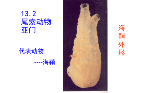 脊索动物(认识前-后脊柱动物区别,了解脊索动物的进化历程)