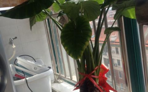 滴水观音有毒吗？适合家养吗？(详细解读)